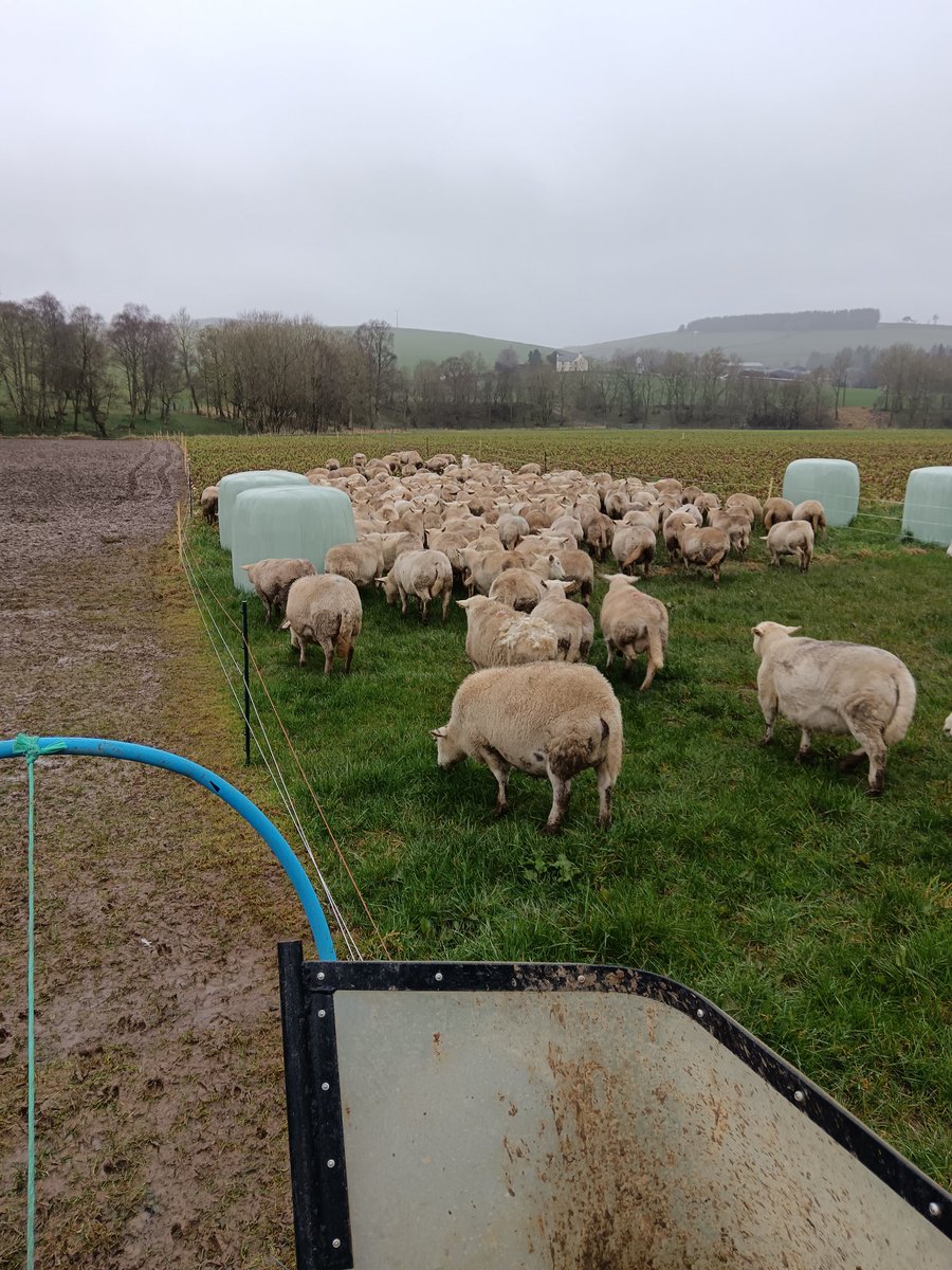 Ewes don't even wait for me to get the fence rolled up before rushing past the grass to #triumphswedes Lambing in just 10 days