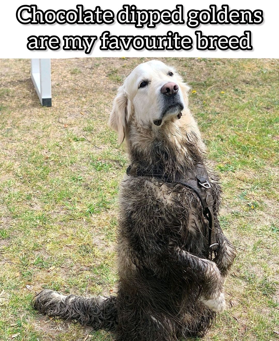 Chocolate dipped golden retriever sales
