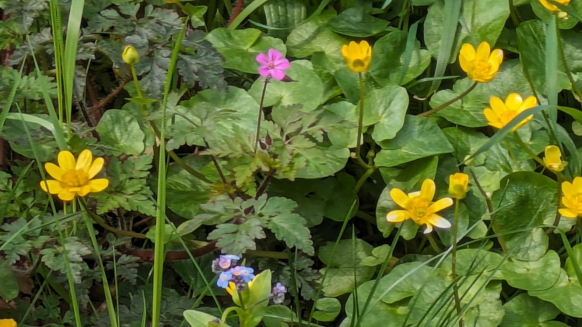 @ILoveSeftonPark @angiesliverpool Forget-me-not, lesser celandine and a solitary herb-robert geranium ignoring the traffic fumes and bringing a touch of joy to Jericho Lane today.