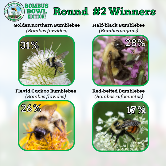 With a combined 59% of the vote, the Golden northern Bumblebee and the Half-black Bumblebee will compete one-on-one during Week #4 of the tournament (April 3rd). In the meantime, voting in Round #3 starts TOMORROW (March 27th), so watch this space for updates!