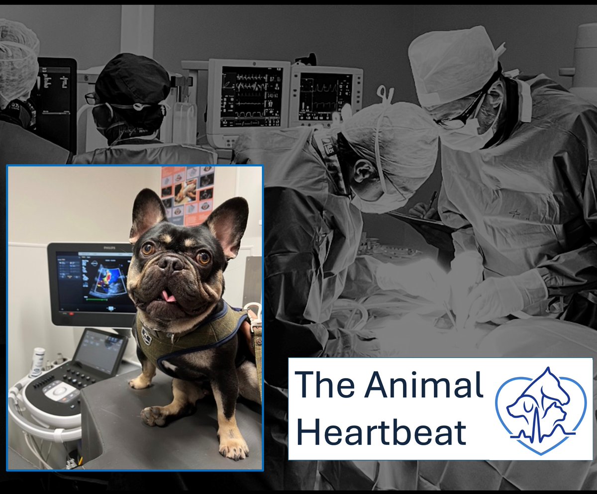 Just an hour to go until our live podcast event, part of the @Cambridge_Fest We will be discussing cutting-edge heart surgery. With specially invited expert guests from the worlds of both DOGS and HUMANS. Listen live here: youtube.com/live/9jPF4ItqK…
