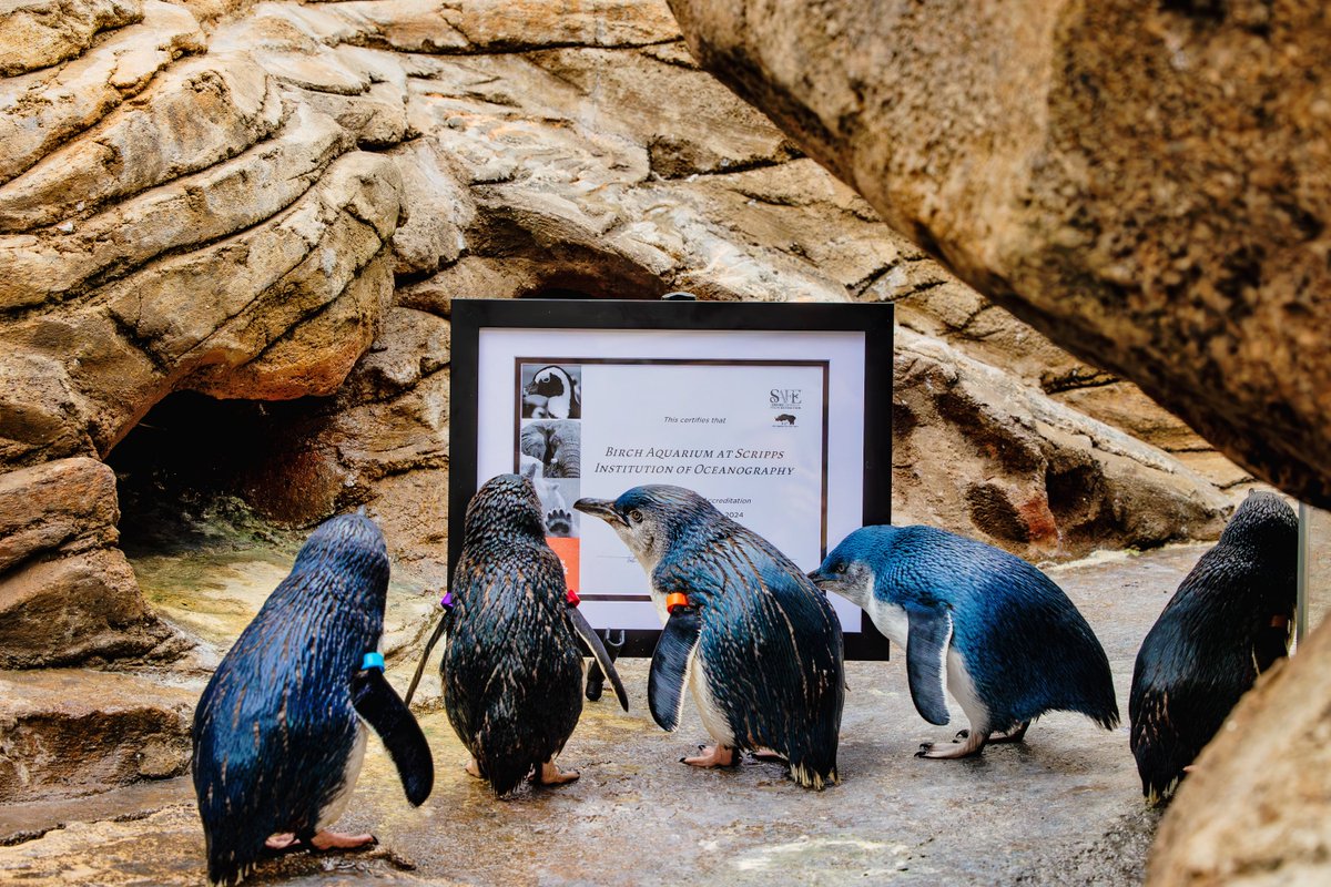 We’re thrilled to share that BirchAquarium was once again granted accreditation by @zoos_aquariums! Accreditation is the ‘gold standard’ for the zoological and aquarium profession. Learn more: aquarium.ucsd.edu/newsroom/birch…
