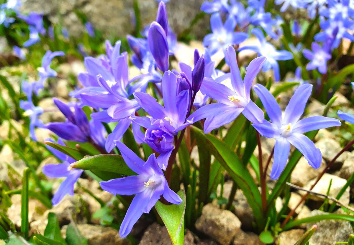 🩵🌿🩵A little bunch of #TuesdayBlue Chionodoxa Blue 'Luciliae' (I think, but won't enter the hot debates about #Scilla classification systems 🧐🤔) to wish all the #woodland #FlowersOfTwitter Team a very happy #tuesdayvibe 🩵🌿🩵 🪻 @sjholt50 @VenetiaJane @NicksSetters 🪻