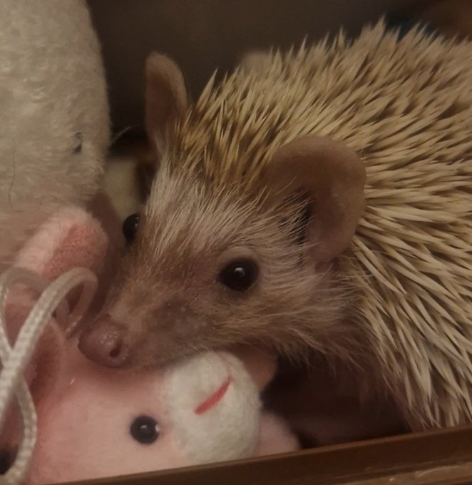 My girl Quilly Savage says hello 🦔 (Lily for short 🥰). https://t.co/6ju0dIfryF