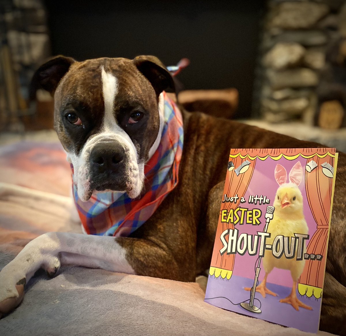 waterfallsrus's tweet image. Gunner was thrilled to receive Easter cards from his very dear friends Lily and also Angel Mushu, Zinny, Winny and Lucy💜🩷 What a blessing it is to have such kind friends! Thank you! 🐰

#happyeaster2024 #DogsofTwitter #PupMail #DogsofX #EasterBlessings