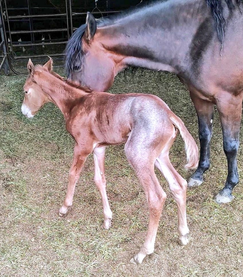 Had a new little filly last night out of my good show mare Teeter. She just couldn't be any cooler. Looking forward to seeing how she shapes up over the next few weeks ♥️🐎 #cuttinghorses #quarterhorses #foalingseason2024