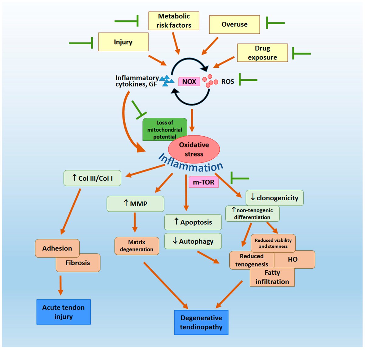 Tendinopathy & all MSK issues are much more than local tissue & exercise 🤔 Occurrence of tendon pathologies in metabolic disorders 🏥Diabetes 🏥⬆️ adiposity 🏥⬆️ blood pressure onlinelibrary.wiley.com/doi/10.1111/sm… pubmed.ncbi.nlm.nih.gov/23315787/