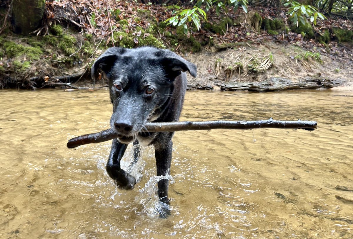 Walking in a river with a stick.