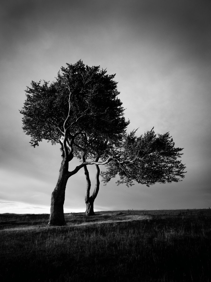 I met this pair of trees on Cleeve Common about 8 years ago and have been meaning to go back and photograph them again ever since.