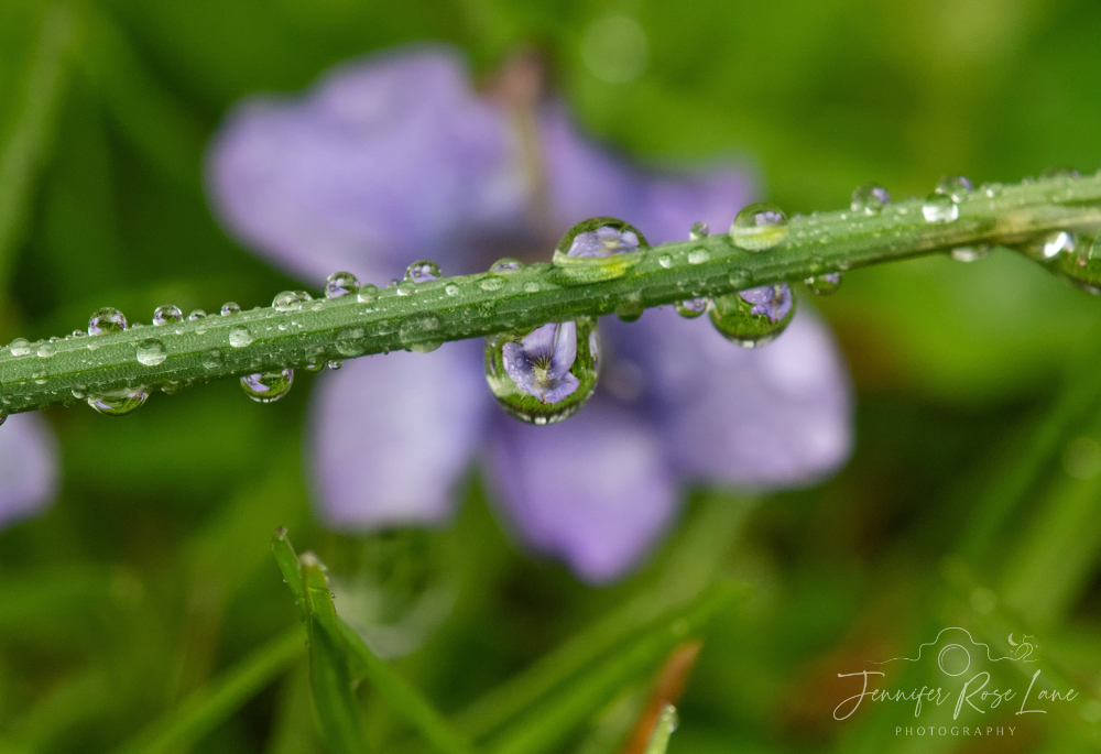 'Spring rain is nature's prettiest cry.' 😍💜🌧 #VioletsInTheRain #weather #WV @StormHour @ThePhotoHour @MacroHour @WSAZBrandon @SpencerWeather @JoshFitzWx