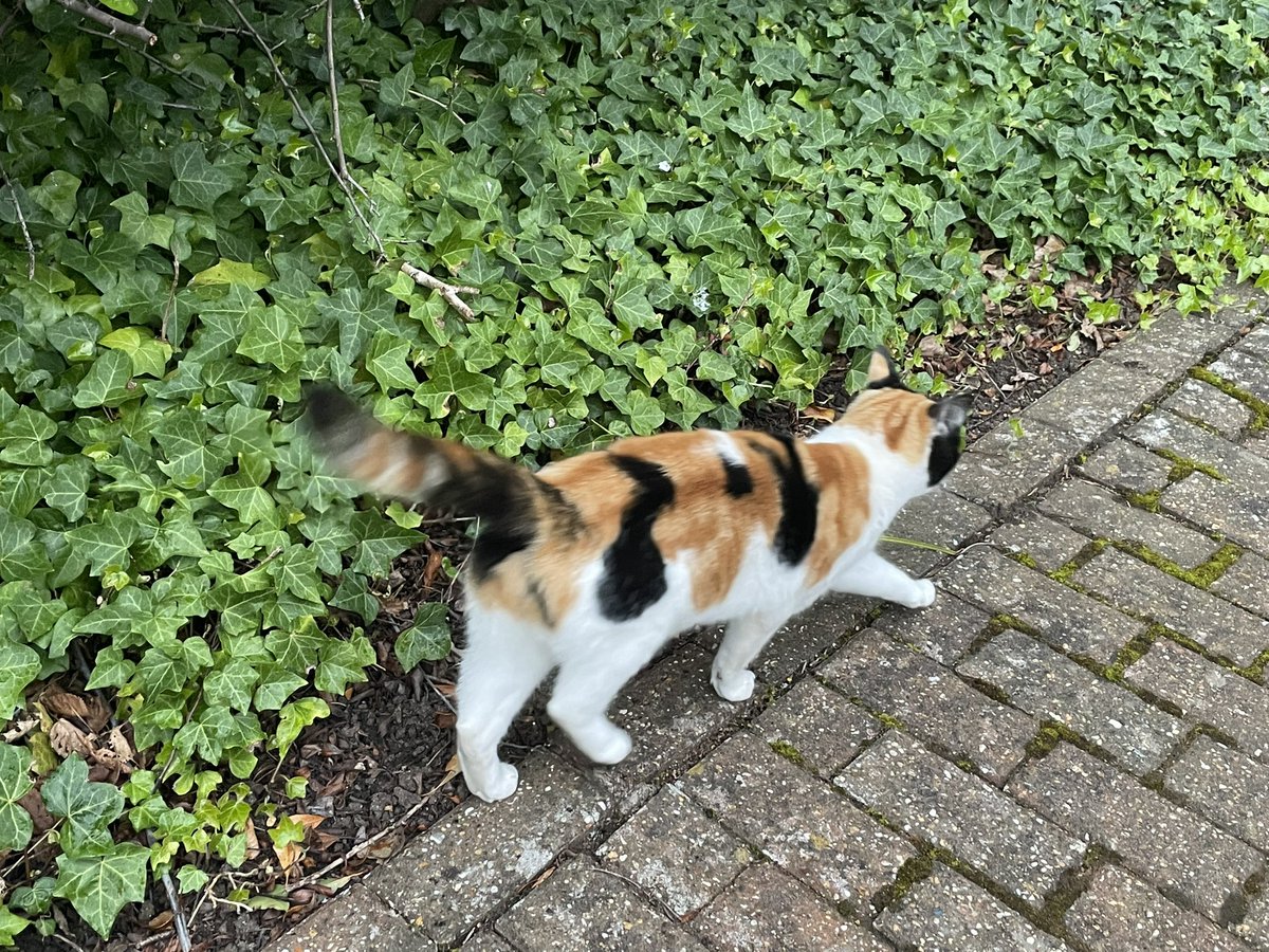 To whom it might concern.This lovely #cat has been seen around #Addenbrookes hosp. #Cambridge. There’s no collar & she is meowing all the time.She’s a bit scared & it took me some time to make her trust me.I heard her yesterday but only today I managed to get closer. Is she lost?