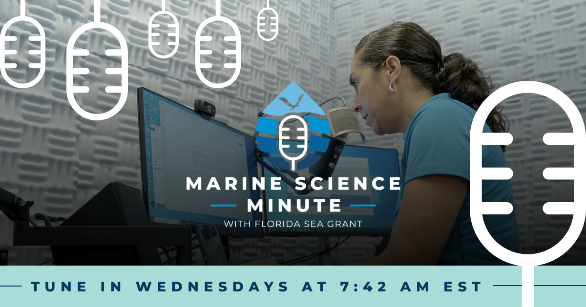 Dive into a sea of wisdom with our weekly Marine Science Minute series, every Wednesday beginning on April 3rd! Educate, engage, & explore with us through these snippets of coastal topics. 🌊 🐚 🔬 Learn more: bit.ly/3vr6fWp