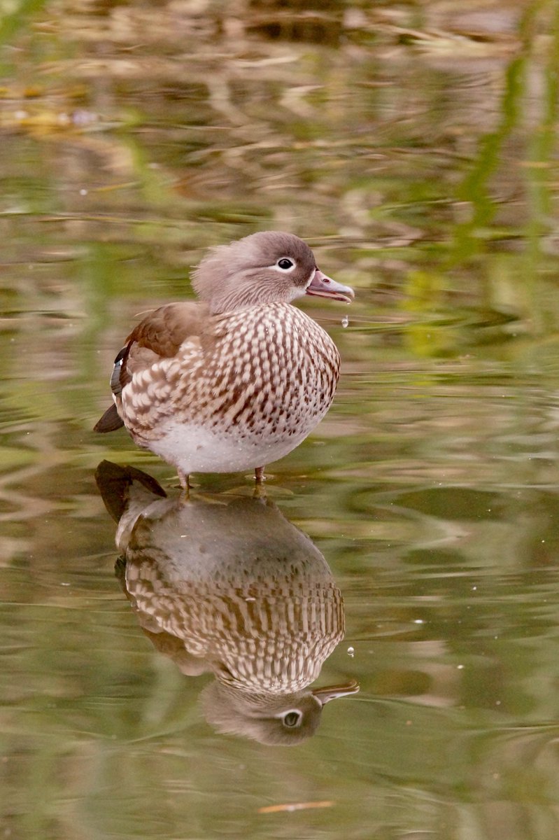 Ivimartha's tweet image. Female mandarin duck