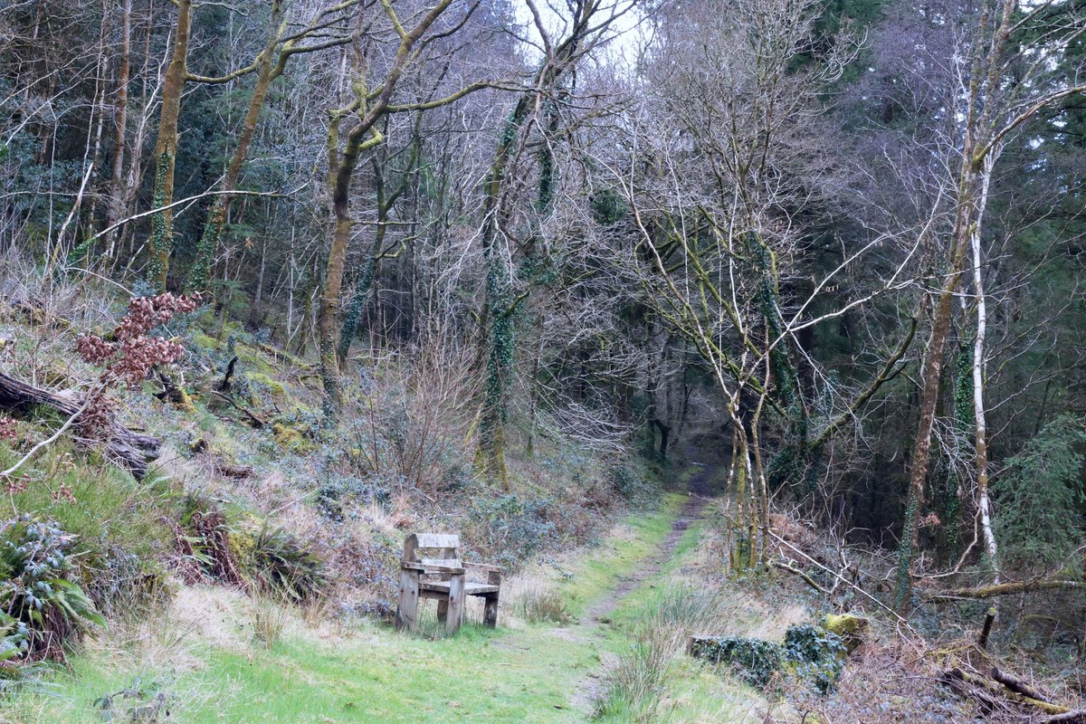 wendylister3's tweet photo. Walking the tangled woodland of Cwm Rheadr, Carmarthenshire #landscapephotography #Wales #TwitterNaturePhotography https://t.co/ow0aa50b32