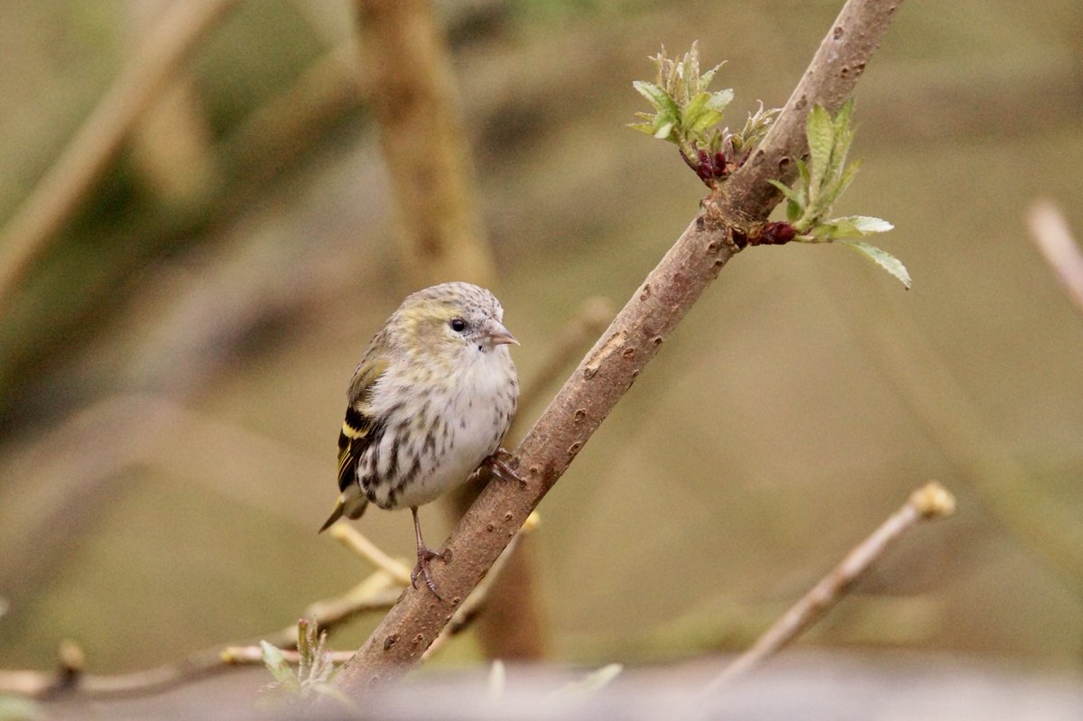 Ivimartha's tweet image. Juvenile Siskin and long tailed tit