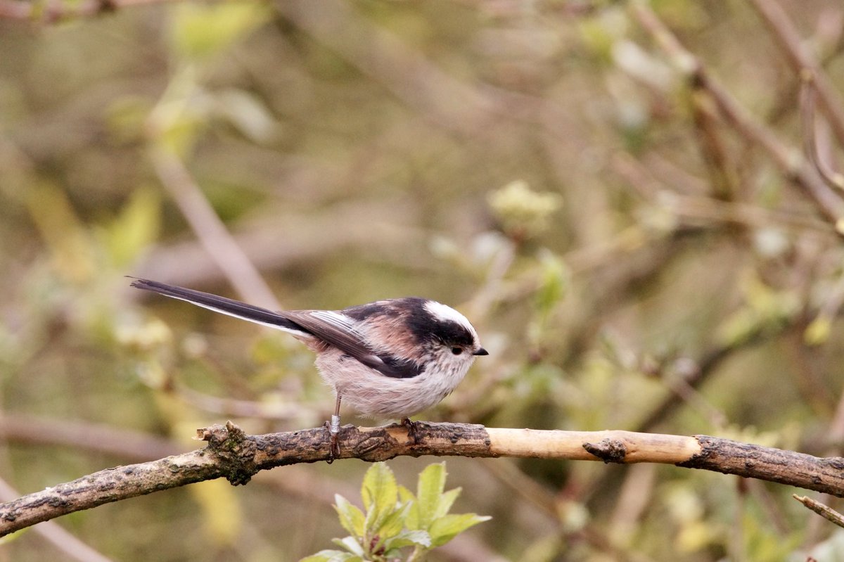Ivimartha's tweet image. Juvenile Siskin and long tailed tit