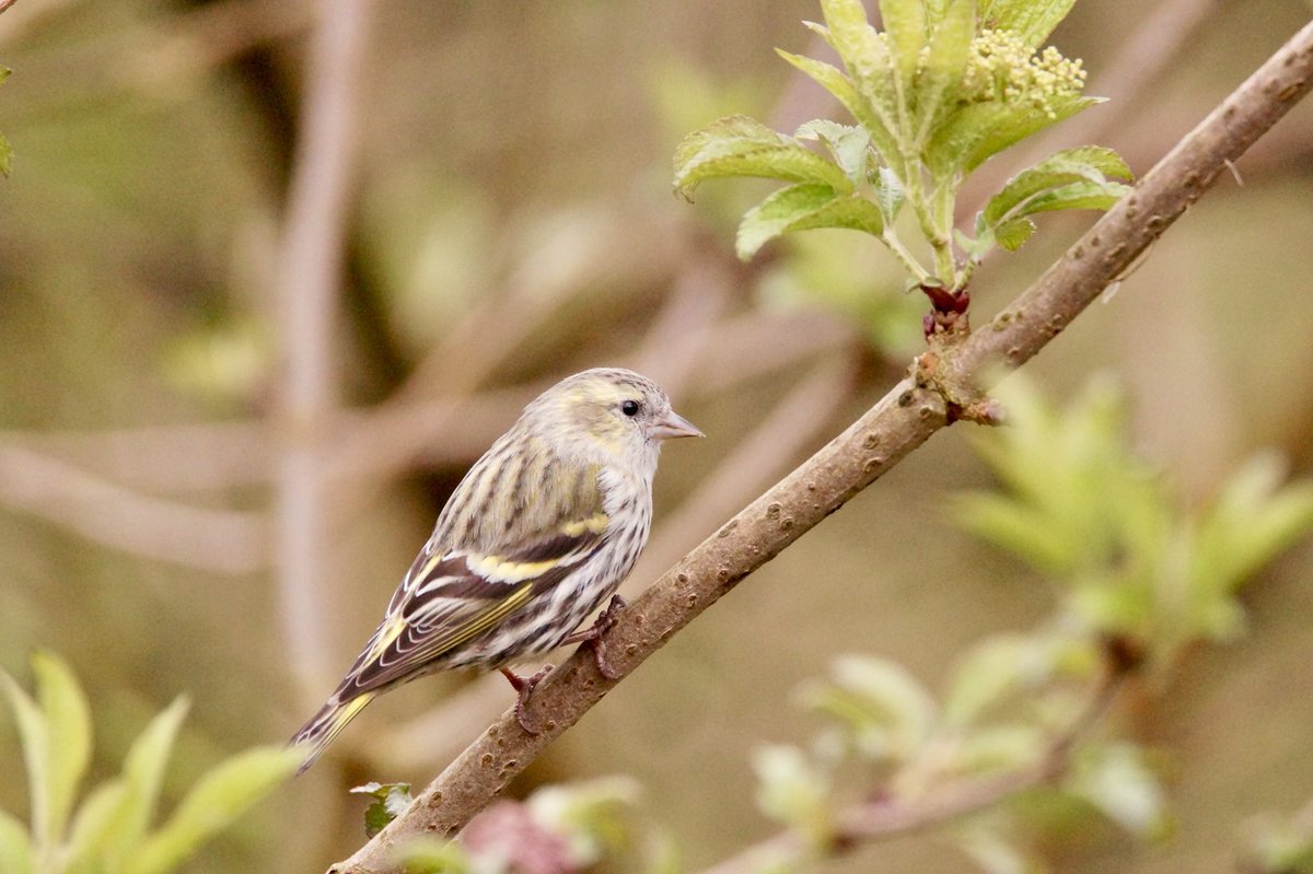 Ivimartha's tweet image. Juvenile Siskin and long tailed tit