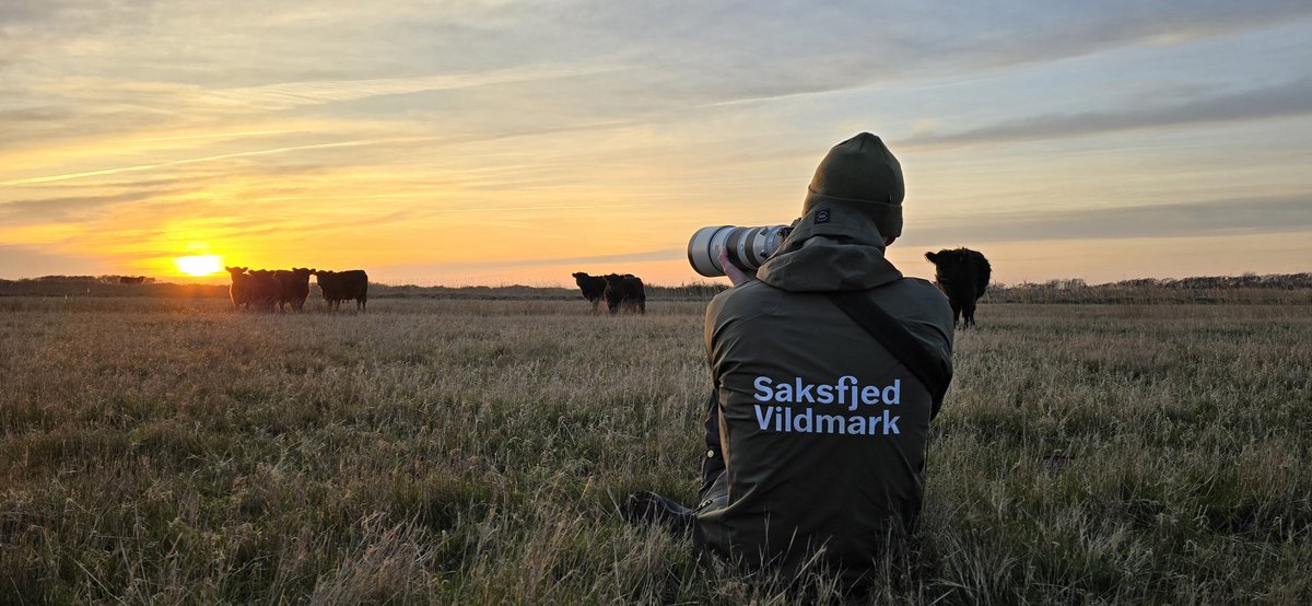 Vildmarken er 800 ha vilde vidder. Plads, hvor naturen har førsteret og hvor vi har en fest! #saksfjedvildmark #biodiversitet #rewilding #dknatur