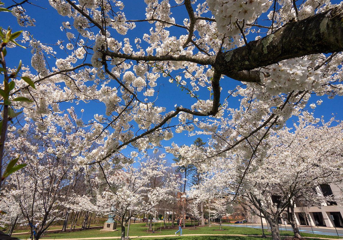 GeorgeMasonU's tweet photo. Peak bloom! 🌸

#MasonNation 💚💛

📷: OUB https://t.co/eueHM3VaQy