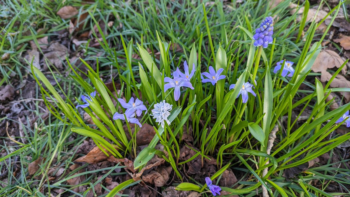 @ILoveSeftonPark @angiesliverpool One little patch of Lucile's glory-of-the-snow and a troop of grape hyacinths🪻 bravely defying the litter on the scrappy piece of grassland outside the Sefton Park Hotel.