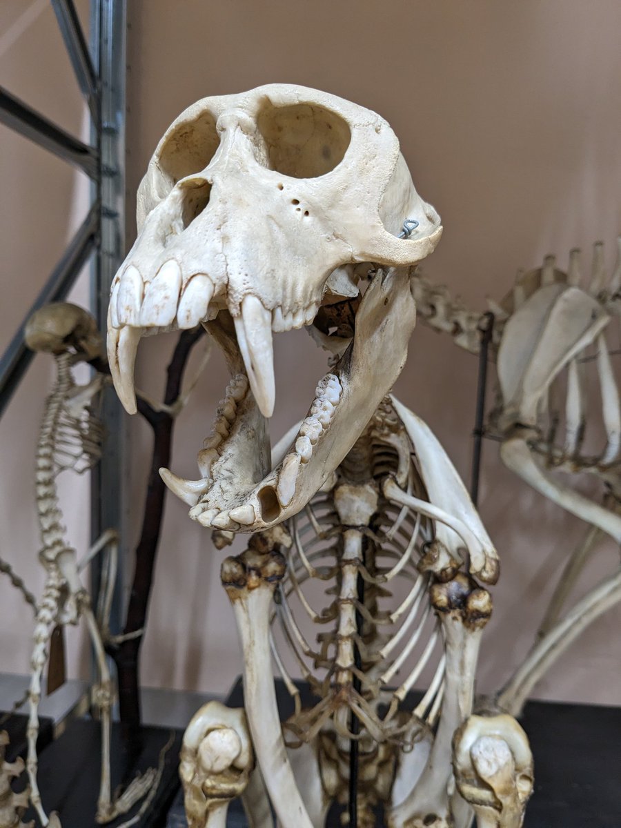 Collection visit <a href="/UniHalle/">Universität Halle (inaktiv)</a> in the Zentralmagazin Naturwissenschaftlicher Sammlungen for my master student's project! Had such a warm welcome, great staff and exciting material to work with! Also saw the really cool, historic zoology collection! #domestication #microwear  #teeth