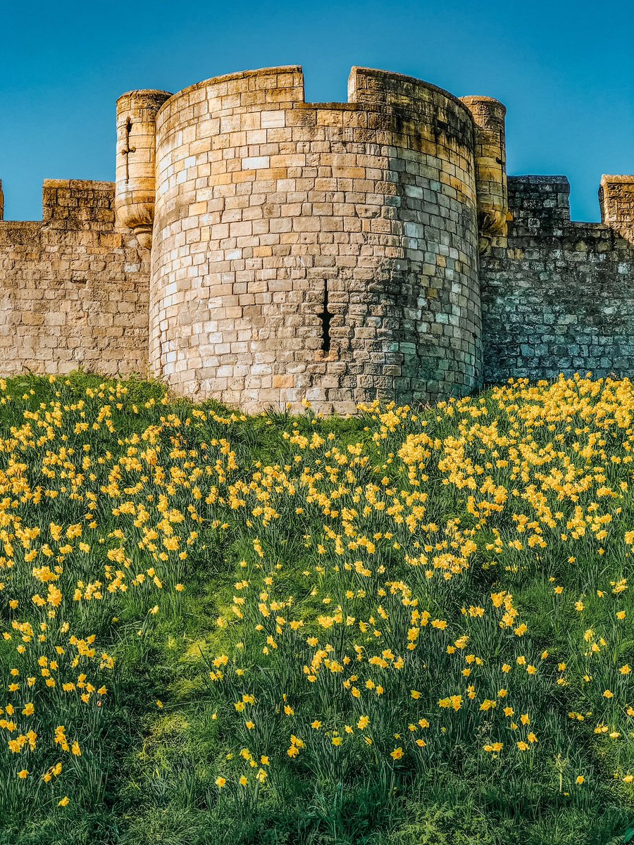 York city walls are so pretty with the daffodils in full bloom 🌼 📍York, UK
