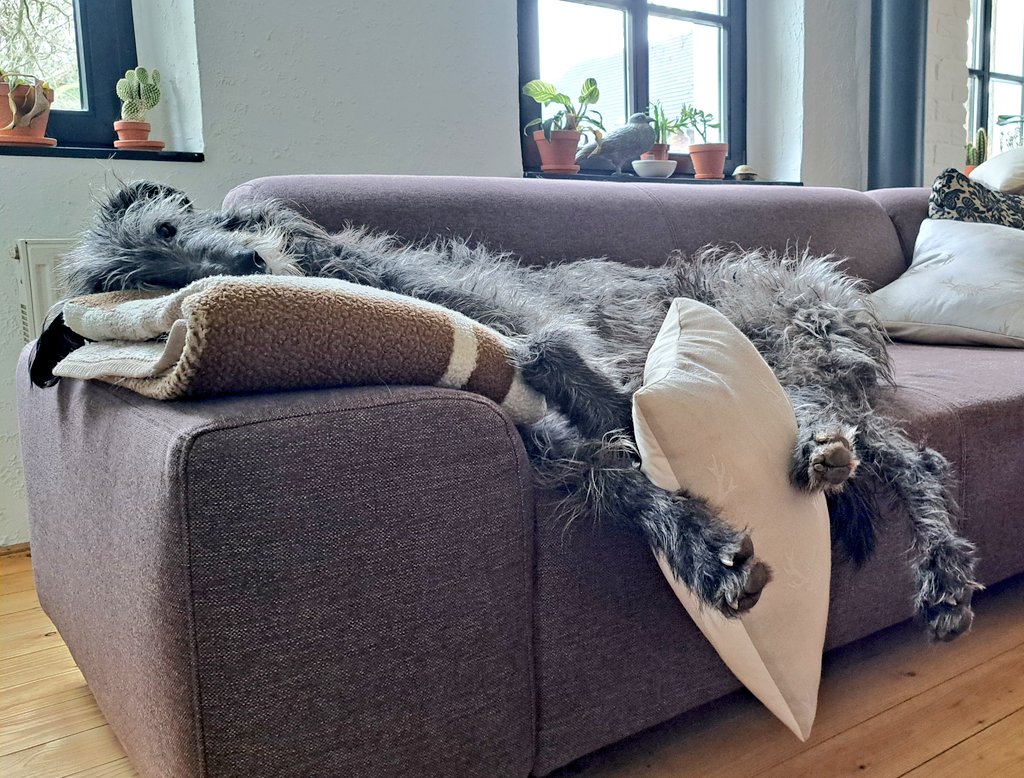 TullytheD's tweet photo. For this this #Tullytuesday we proudly present you with the #worldsgreatest pillow juggler 🤹‍♂️🙃 He's actually able to do it in his sleep 😴😳
Take care 💞🐾👋 https://t.co/m2HW4927vO