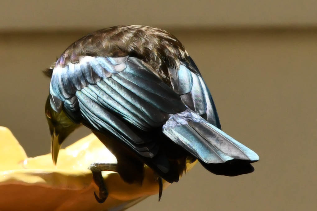 Tui time 💕

#tui #tuitime #BirdsOfAotearoa #DevonportNZ #AucklandNZ