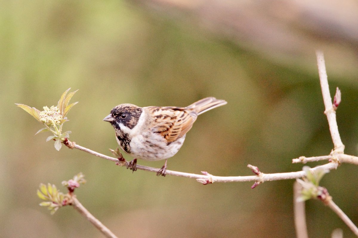Ivimartha's tweet image. Reed Bunting