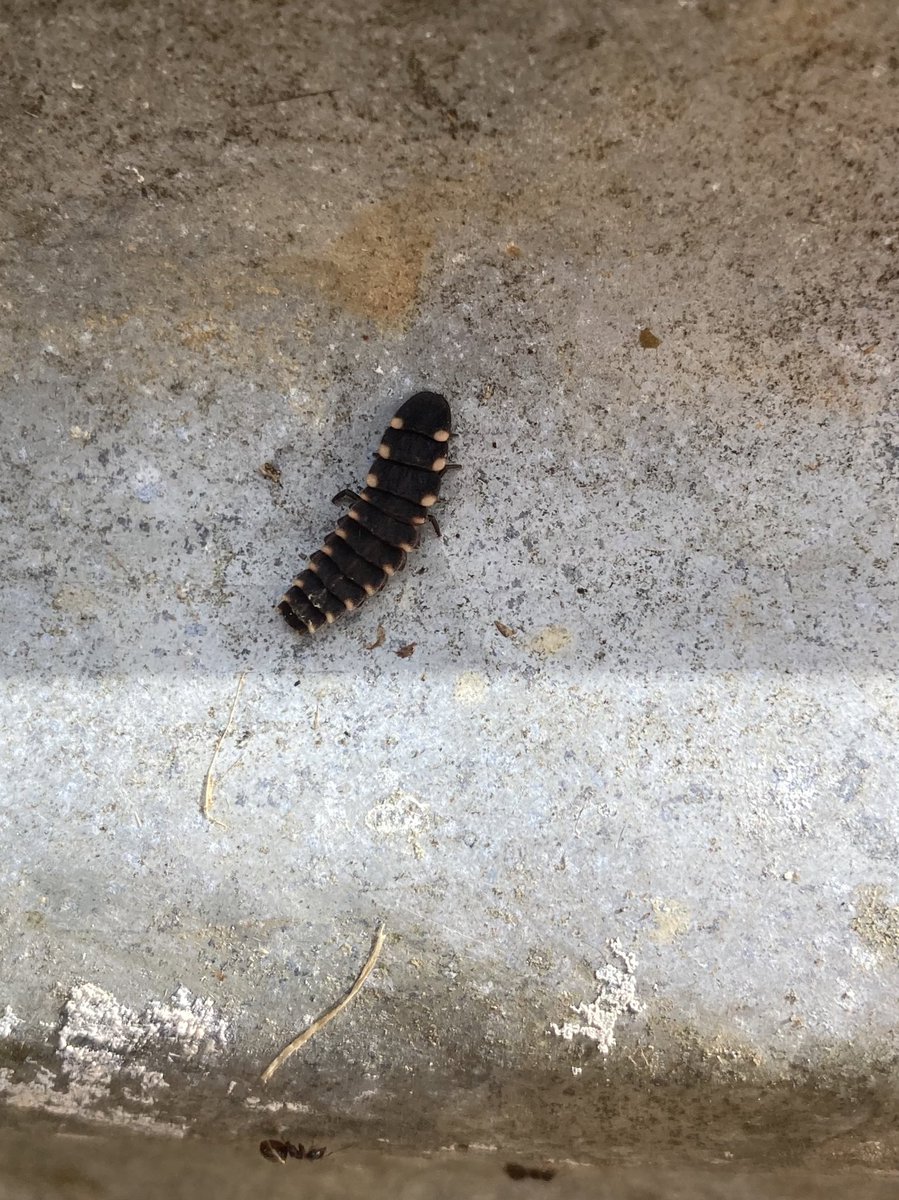 A great couple of days for beetles @DorsetWildlife Wild Woodbury. Black Oil Beetle, watching Minotaur Beetle moving dung into its burrow, and two Glowworm during a reptile transect. @daisymeadowcrof