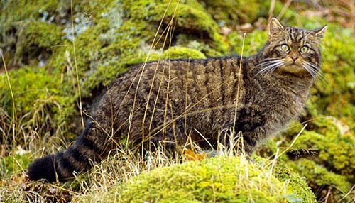 The Scottish Wildcat. Near extinction one of the rarest mammals on Earth. Can we please save it. Before its too late, which could be tomorrow for all anyone knows, or cares. #SaveTheScottishWildcat