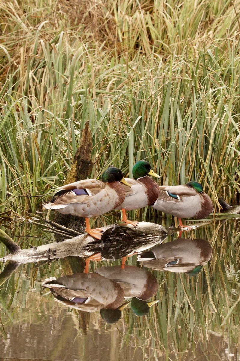 Ivimartha's tweet image. Hooded Merganser and three amigos Mallards