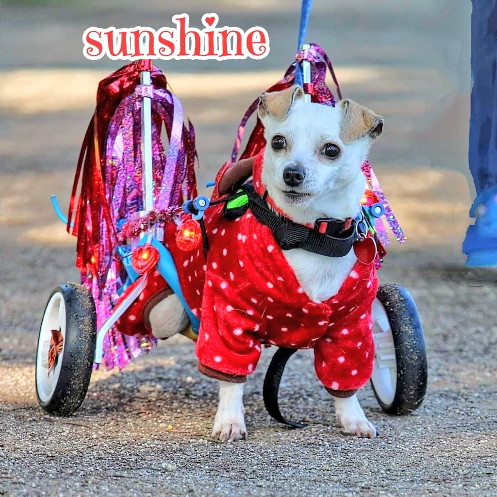 Adoptable Sunshine was hit by a car &amp; left in the street. She lost the use of her back legs but that doesn't slow this spicy 6 yo Chi at all. She's a fun wheelie demon looking to roll into her forever home! 
#adoptdontshop #adoptme #SanDiego #rehomehour #k9hour #specialneeds