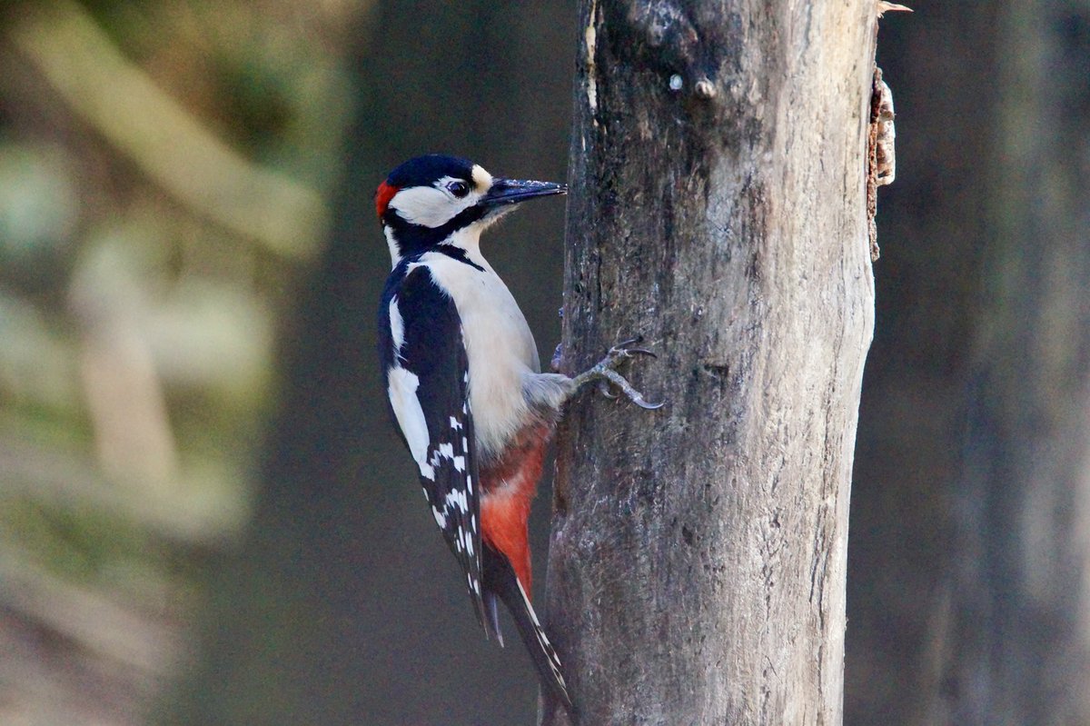 Ivimartha's tweet image. Great spotted woodpecker