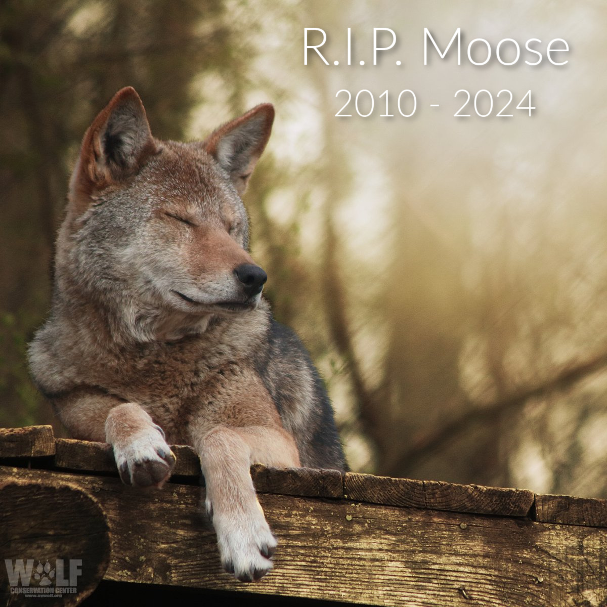 Dear Friends, It's with heavy hearts that we share news of red wolf Moose's passing. Many of you remember the excitement surrounding Moose's birth at the WCC in 2010 + the continued excitement as we watched him grow + mature. RIP, Moose. We hope you're finally running free.