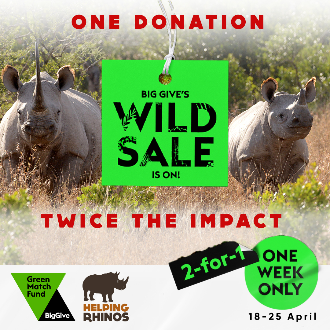 Donate to @HelpingRhinos #BigGive Green Match Fund today and have your donation DOUBLED 🙌
Have TWICE the impact for rhinos and help us fit vital tracking collars to better protect important populations in the #EasternCape 🦏
bit.ly/hrbiggive2024