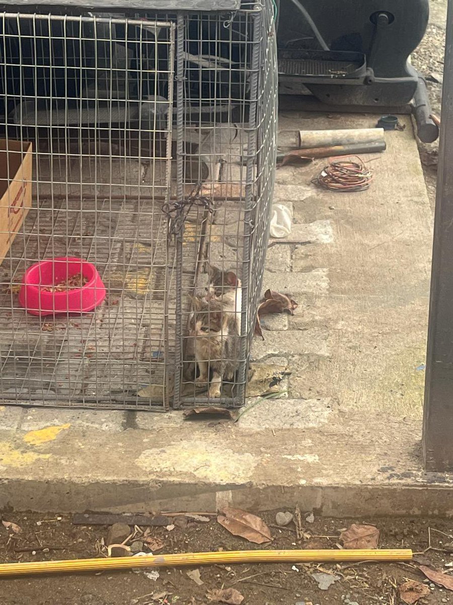 EmergenciasEc's tweet photo. #DenunciaCiudadana
Gatitos encerrados en una jaula  todo el día sin poder moverse, aguantando sol y lluvia.
Esto en la Urbanización San Antonio en el Km 11.5 vi a Samborondón. https://t.co/0PAZGZBLom