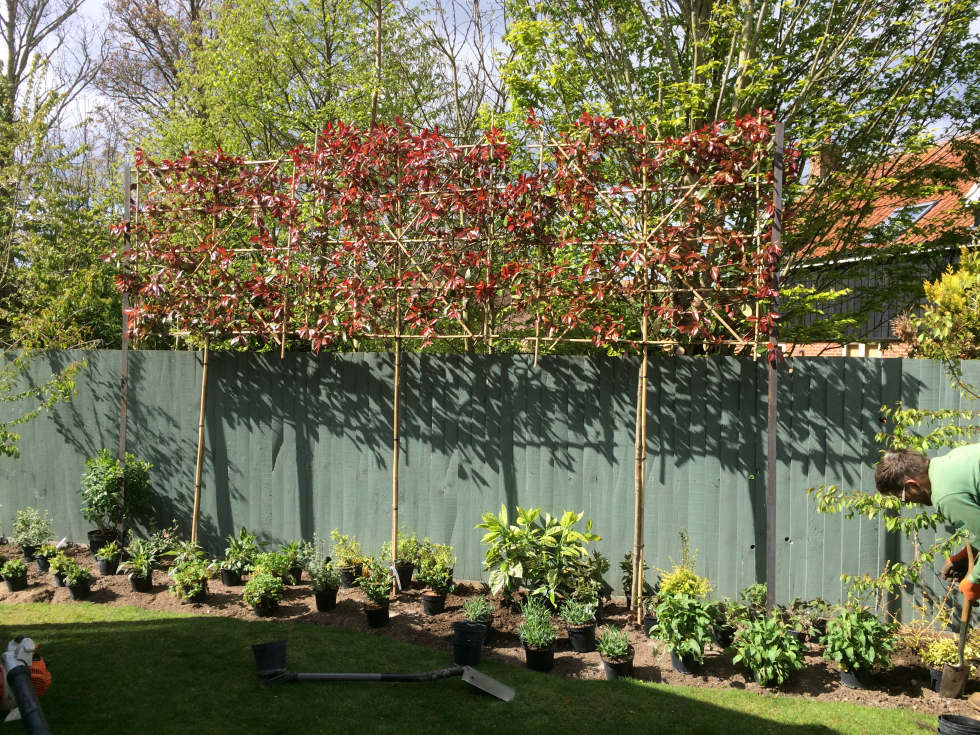 M&amp;N Horticulture offers semi #tree &amp; instant #hedge supply &amp; installation; removal of old tired #lawns &amp; laying of new; specialist seasonal #pruning cut backs &amp; soft landscape #planting schemes

mnhorticulture.com 

#horticulture #norfolk