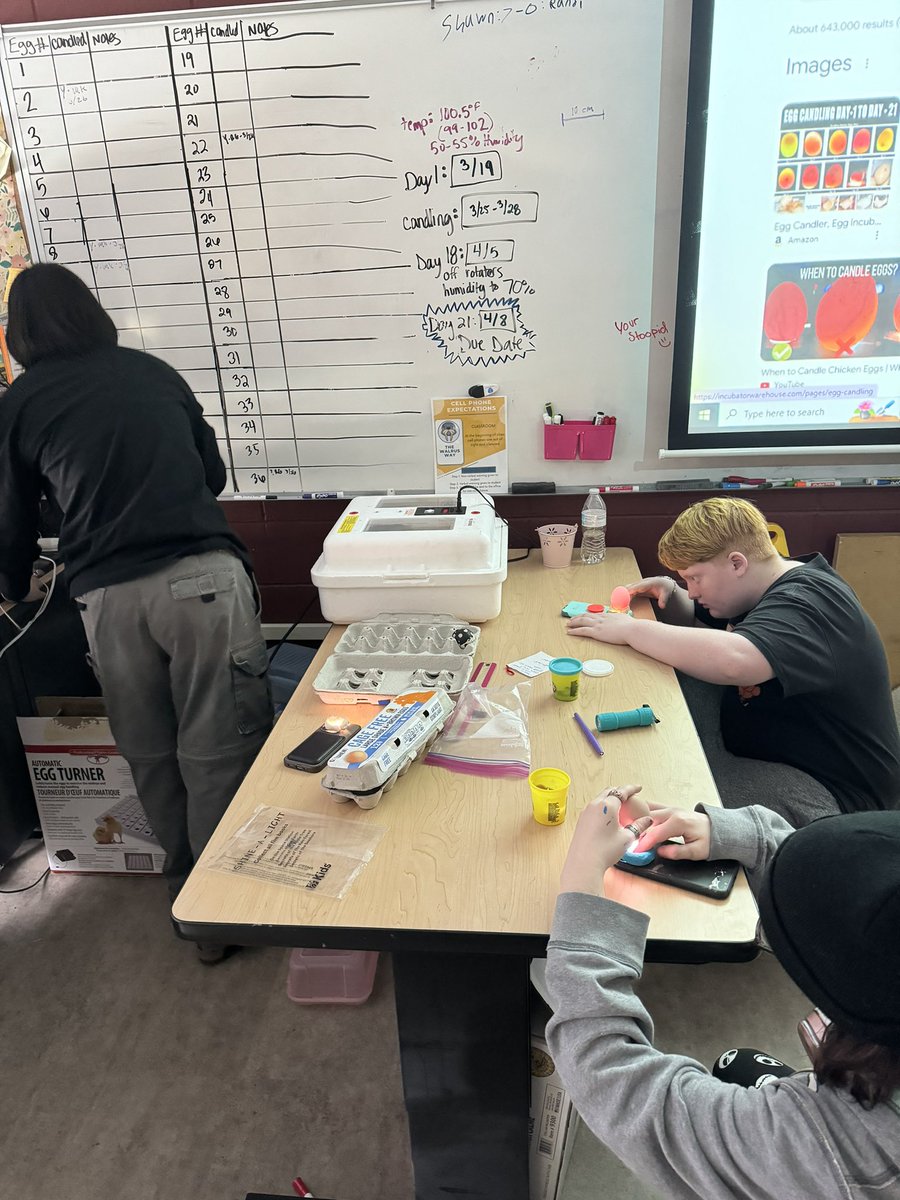 Candling eggs today and this week! Baby chicks hopefully hatch april 8th!!