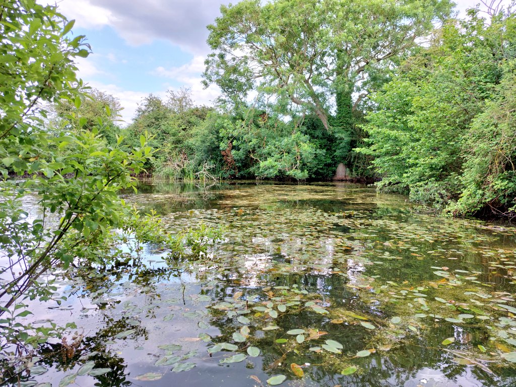 This is the land of the #crucian carp. This jungle-like Norfolk farm #pond has big populations of Common Frog & Great Crested Newt (GCN). You would never know fish were present from looking or pond netting. Hence the often told myth that GCNs don't coexist well with fish