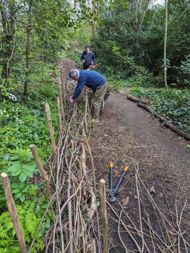 Today we finished the hedge laying and started the clear up. We're making a dead hedge in #dkhwood so the path is less wide and so we can woodchip effectively. We're using bits of the thinned layed hedge for the dead hedge. Should also be good habitat and a fungal superhighway!
