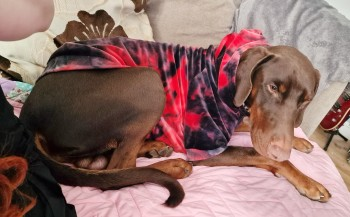 millypod1's tweet photo. π26 MAR 2024 #Lost ROLO #ScanMe
BROWN & TAN Doberman Male
Rolo has got loose today in
#Holyhead #Wales #Anglesey #LL65 ran down the #A55. He has bad recall and thought it was a game and legged it. He has since been clipped by a car but is still running
https://t.co/dkyIe2jm0K https://t.co/bpen9od3jI