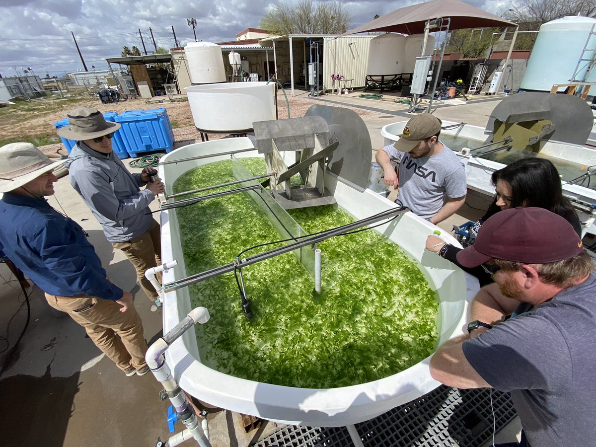 Always exciting to launch a new algae strain but even more so when it’s a macro algae strain! This is a first for @ASU_AzCATI. Everyone watching it swirl. Simulating on shore production of macro algae for #DISCOVR project for @BioenergyKDF @ASUResearch @ASUEngineering