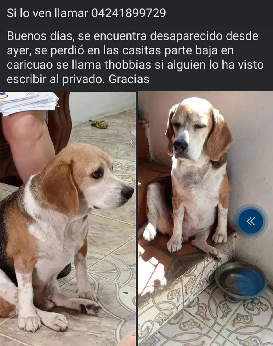 PerroUsuario's tweet photo. Se busca, Las Casitas Caricuao Caracas https://t.co/zDerItUcw6