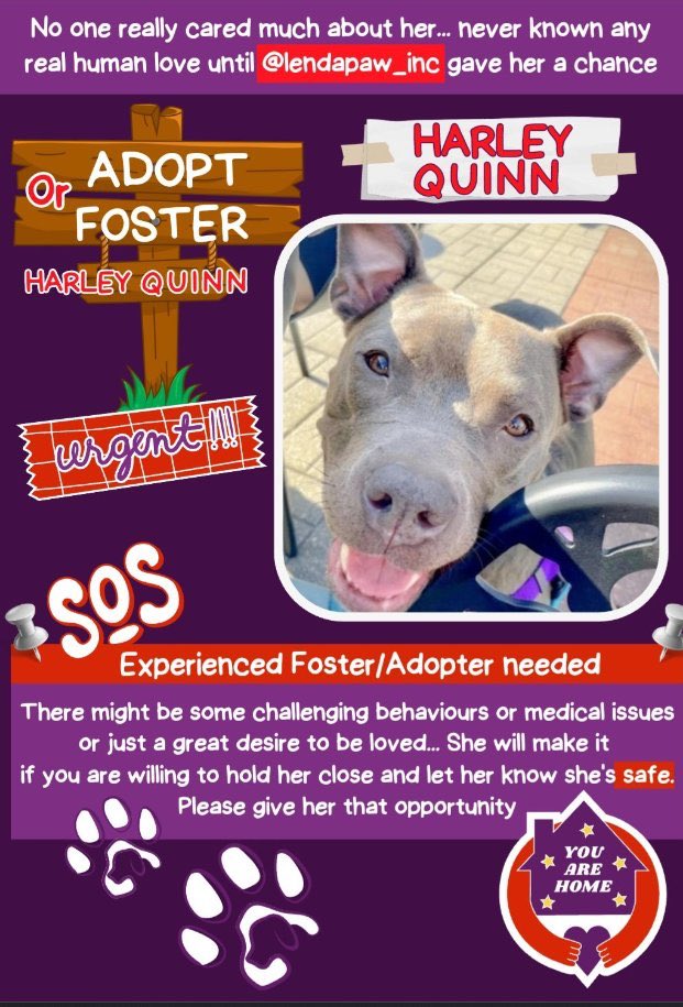 🌸HARLEY QUINN🌸 & her friends at @lendapaw_inc are looking for a loving home 🏡 and family for this beautiful girl..how about you? 💞
#foster #adopt 

petfinder.com/dog/harley-qui…