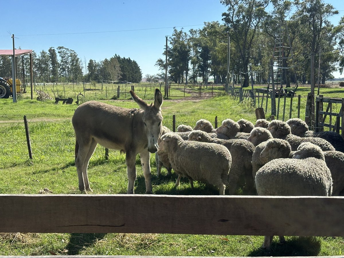 ElizeVanLier's tweet photo. Entrenando los borregos para la IATF en @EEFAS_Fagro

Con Isa la burrita

Con los fenómenos Carlitos (de frente) y el 0629 (de perfil, DEP HPG -0,71 😉… los que saben saben). Prontos para enseñarles a los pibes

@FagroUdelar @talitasUY @CRILU_uy @MerinoUY https://t.co/HSvLnPy5gn
