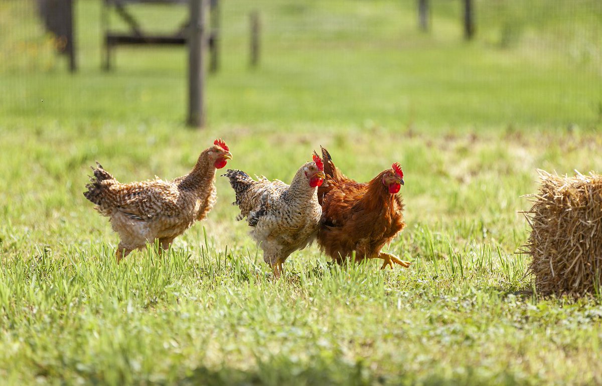 We're slowly inching towards Spring weather here at our family-run farms in Central Pennsylvania and our LaBelle Patrimoine breed of #heritagechickens are full of energy!#PastureRaisedChicken #AirchilledChicken #grownaspromised #labellepatrimoine #labelle_patrimoine