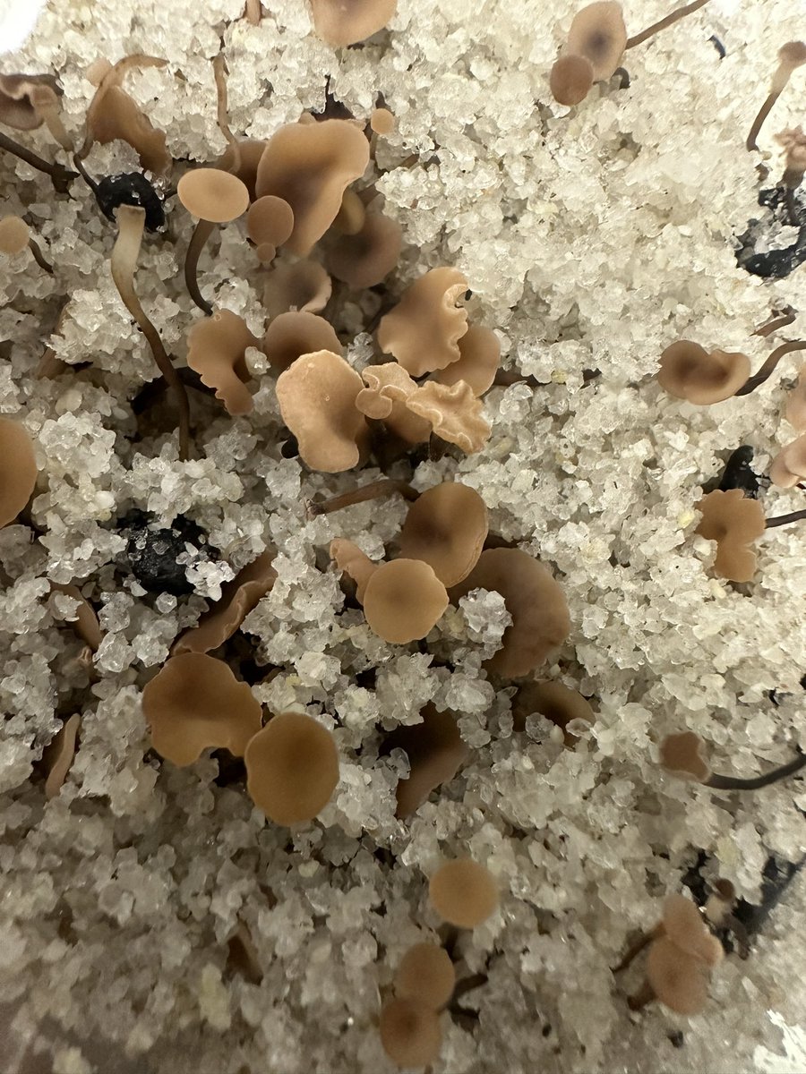 Sclerotinia Stem Rot is the next of the Big 4 #canola diseases. <a href="/canolacouncil/">Canola Council of Canada</a> #CanoLab #golfteeapothecia