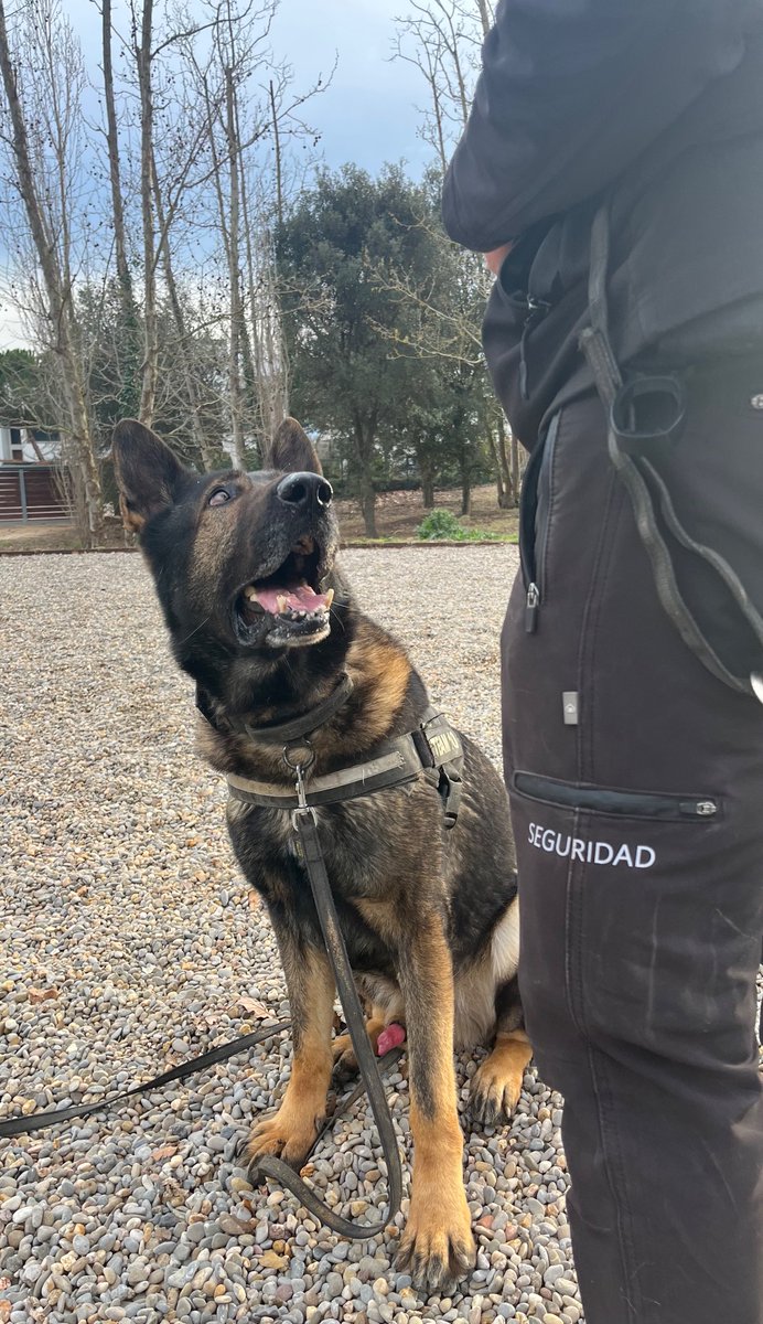 Canlladruc's tweet image. Avui hem ofert un curs per a empresa de seguretat irlandesa!
👮‍♀️
¡Hoy hemos ofrecido un curso para empresa de seguridad privada irlandesa! 

#guiascaninos #k9handler #seguridadprivada #lladruc