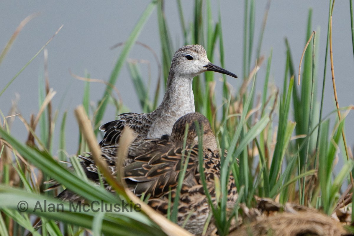 #ruff peering over a Teal. #waders #shorebirds #birdphotography @slimbridge_wild @rawbirds #thephotohour #birdwatching